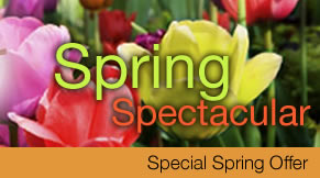 Spring Offer